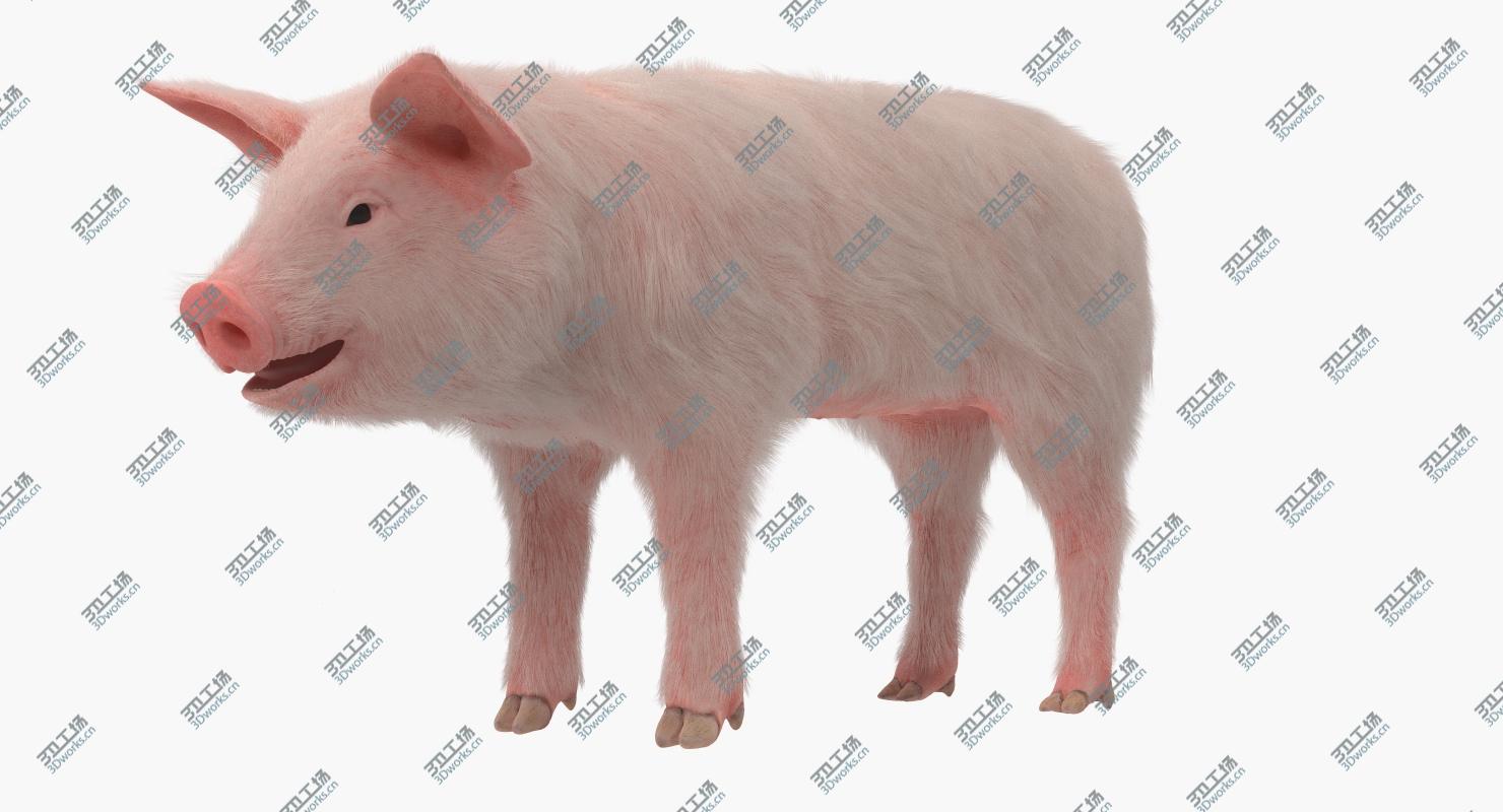 images/goods_img/202104091/Pig Piglet Landrace with Fur Rigged 3D model/3.jpg